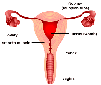 Sistem Reproduksi Manusia Perempuan