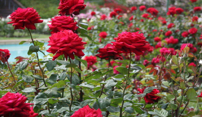 Terkeren 23+ Bunga Mawar Dan Rumput Liar - Gambar Bunga HD
