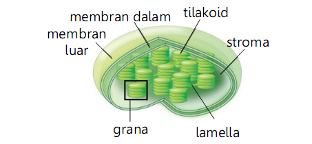 Pengertian , Fungsi Dan Struktur Kloroplas