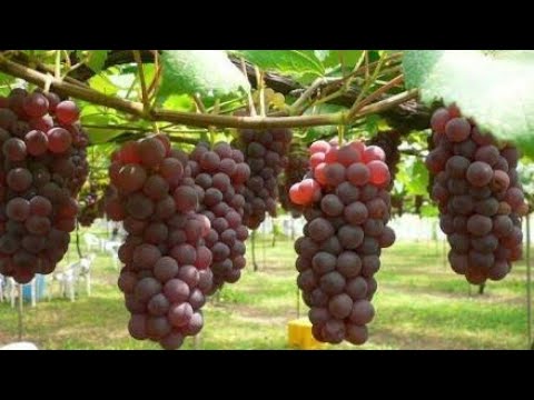 Cara Budidaya Tanaman Anggur secara Organik