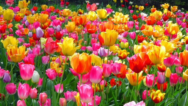 Cara Budidaya Tanaman Hias Tulip
