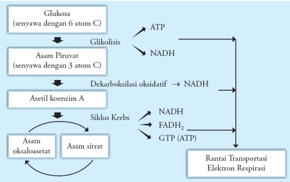 Pengertian dan Proses Glikolisis Aerobik