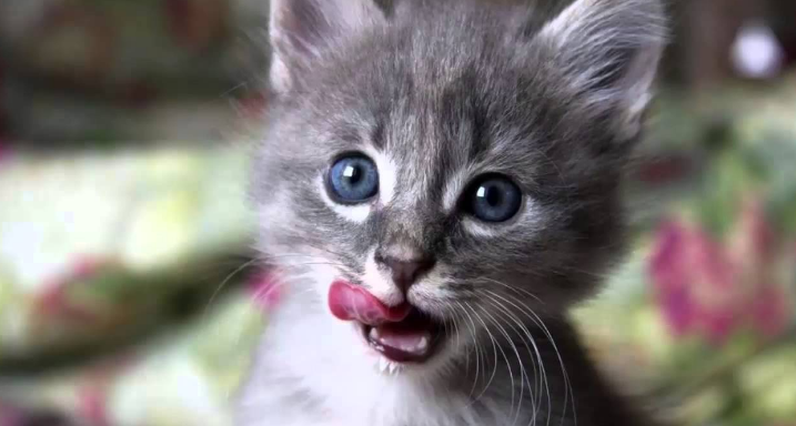 Penyebab dan Cara Mengatasi Hilangnya Suara Kucing