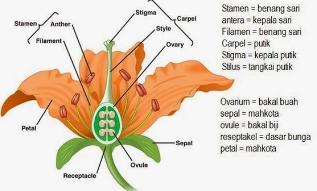 Perbedaan Antara Bunga Lengkap Dan Bunga Tak Lengkap Ilmu Pengetahuan Dasar