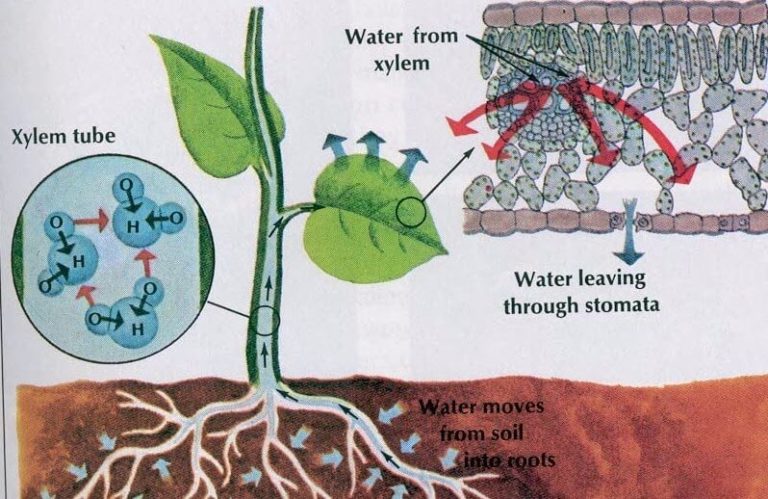 Pengertian dan Proses Transpirasi Pada Tumbuhan – Ilmu Pengetahuan Dasar